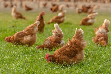 Imagen Revista Avicultura inteligente: maximiza tu eficiencia salvaguardando el mejor bienestar en tus gallinas