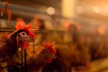 Perú recupera estatus de país libre de Influenza Aviar Altamente Patógena
