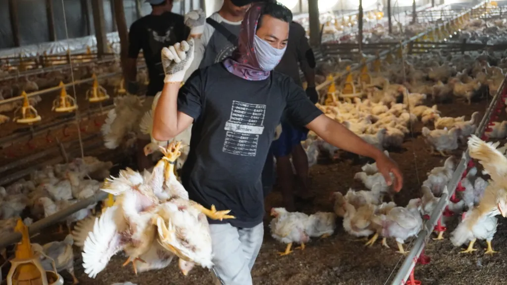 Kementerian Pertanian berupaya stabilkan harga ayam hidup dan telur