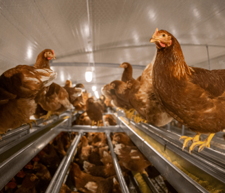Imagen Revista Avicultura inteligente: maximiza tu eficiencia salvaguardando el mejor bienestar en tus gallinas