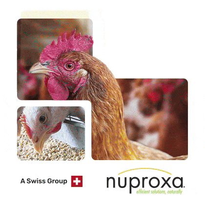 Nuproxa Mayo