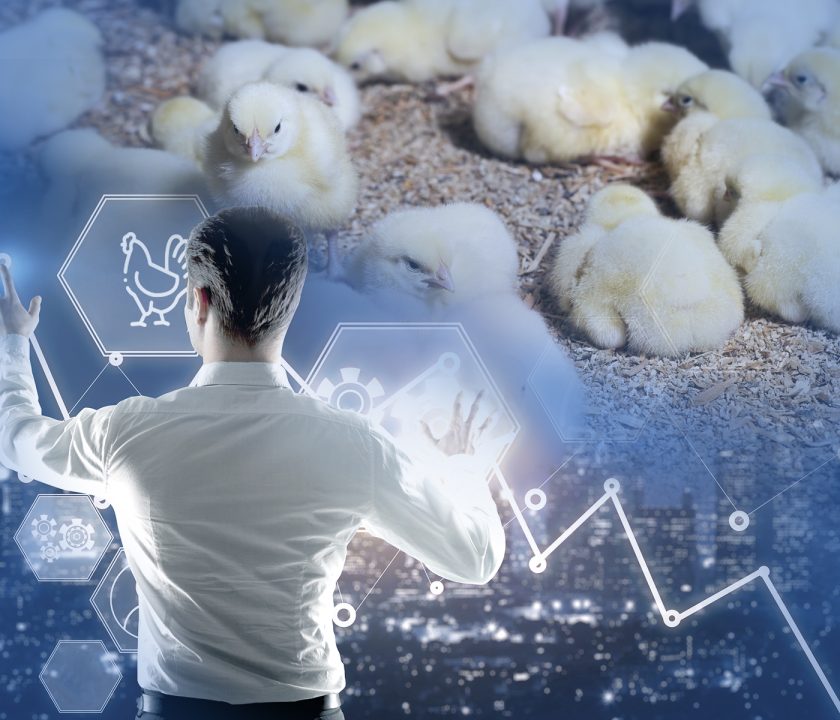 Gestión integral de la producción de pollo de engorde: Contribuyendo a la rentabilidad de la empresa. Parte III