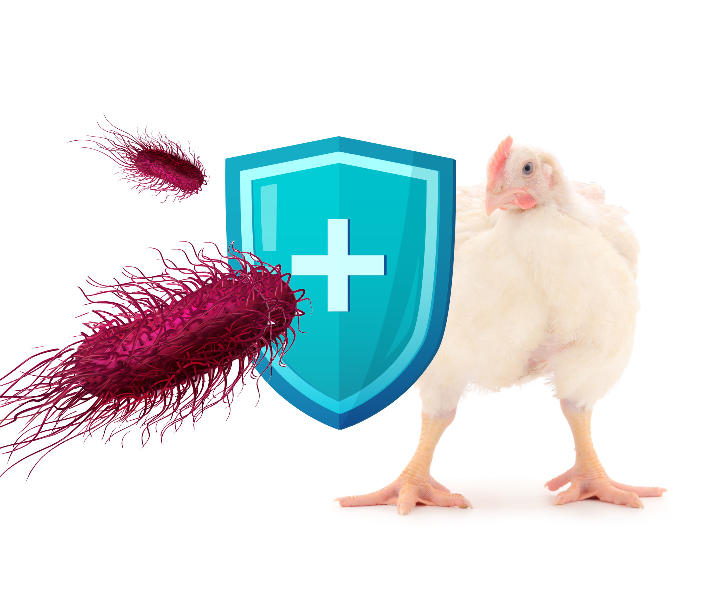 Salmoneloses em aves de produção: métodos de controle e o...