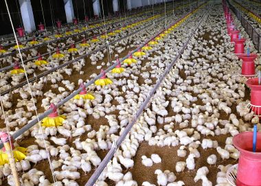 Philippine poultry production rises 9.3% in Q1 2025