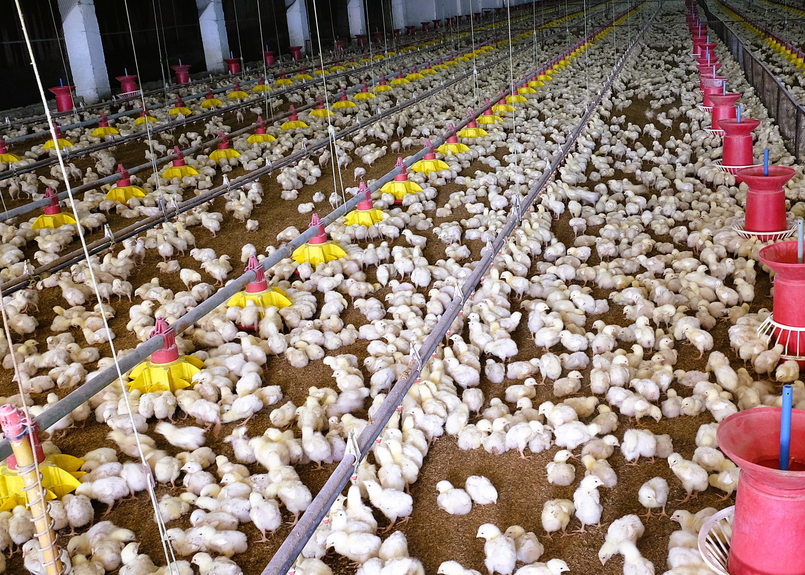 Philippine poultry production rises 9.3% in Q1 2025