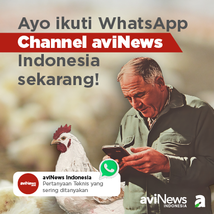 WhatsApp Channel