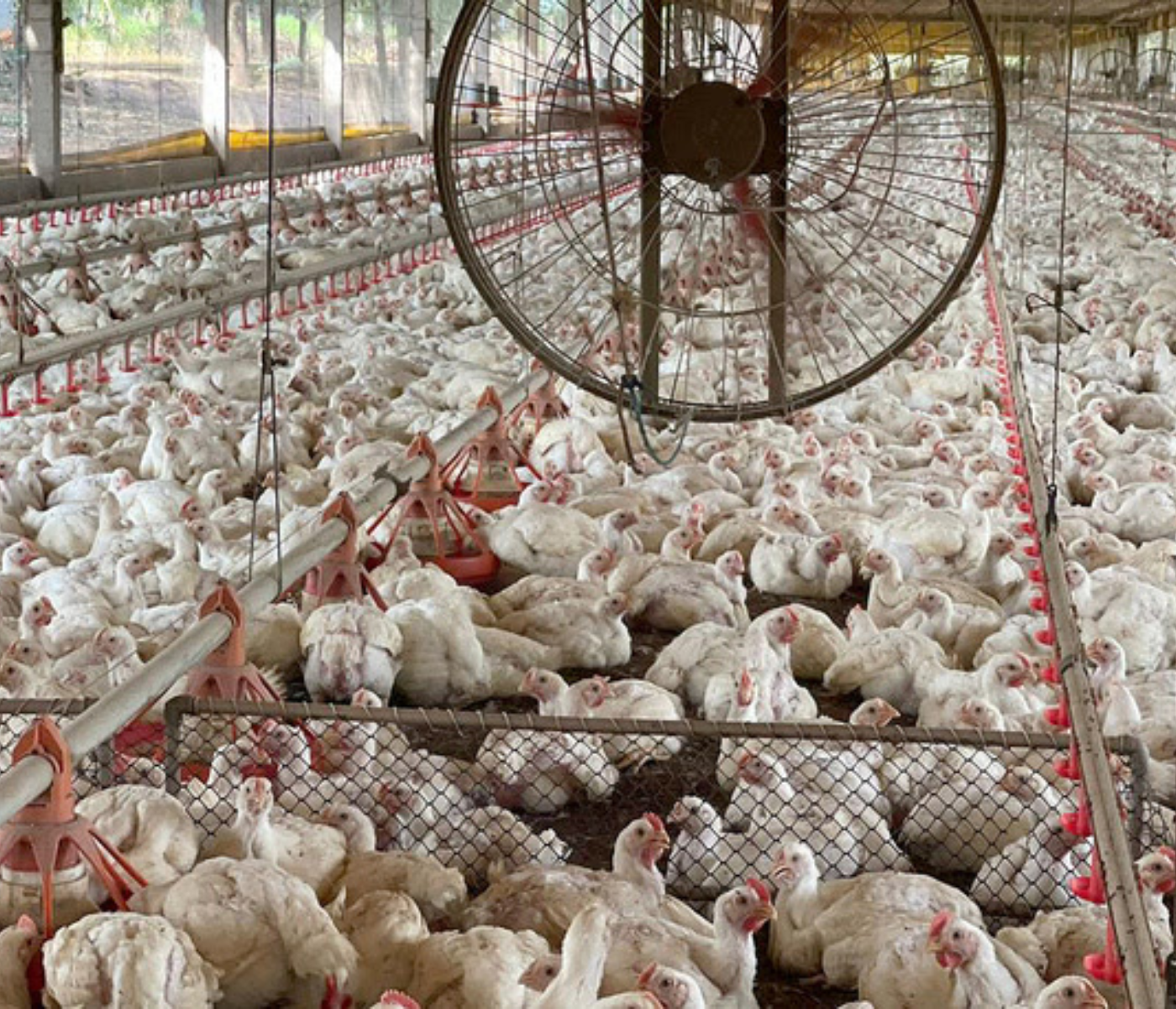 Aguiarnópolis, em Tocantins está livre de gripe aviária