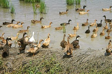 Philippines confirms first case of HPAI H5N9