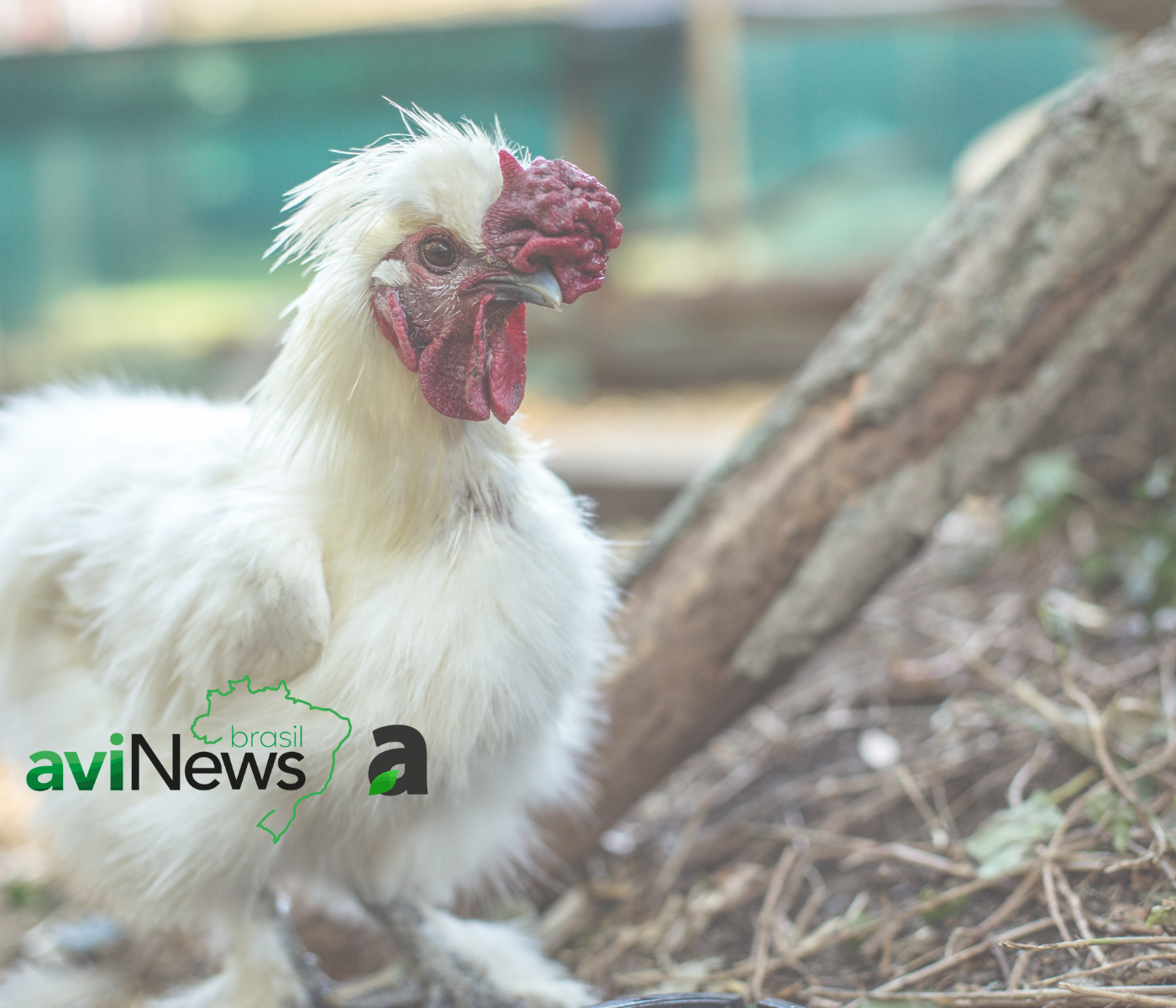 Criação Ornamental de Galinhas como Pets: Uma Nova Tendência no Mercado de Aves