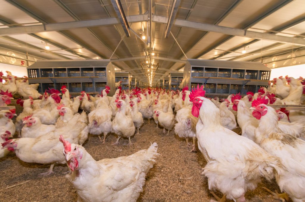 Malaysia expands poultry sector to cut imports, boost food security