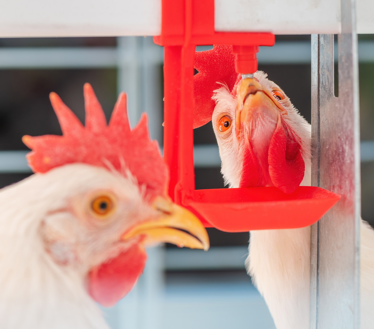 Aves saludables: La gestión del agua como estrategia clave de...