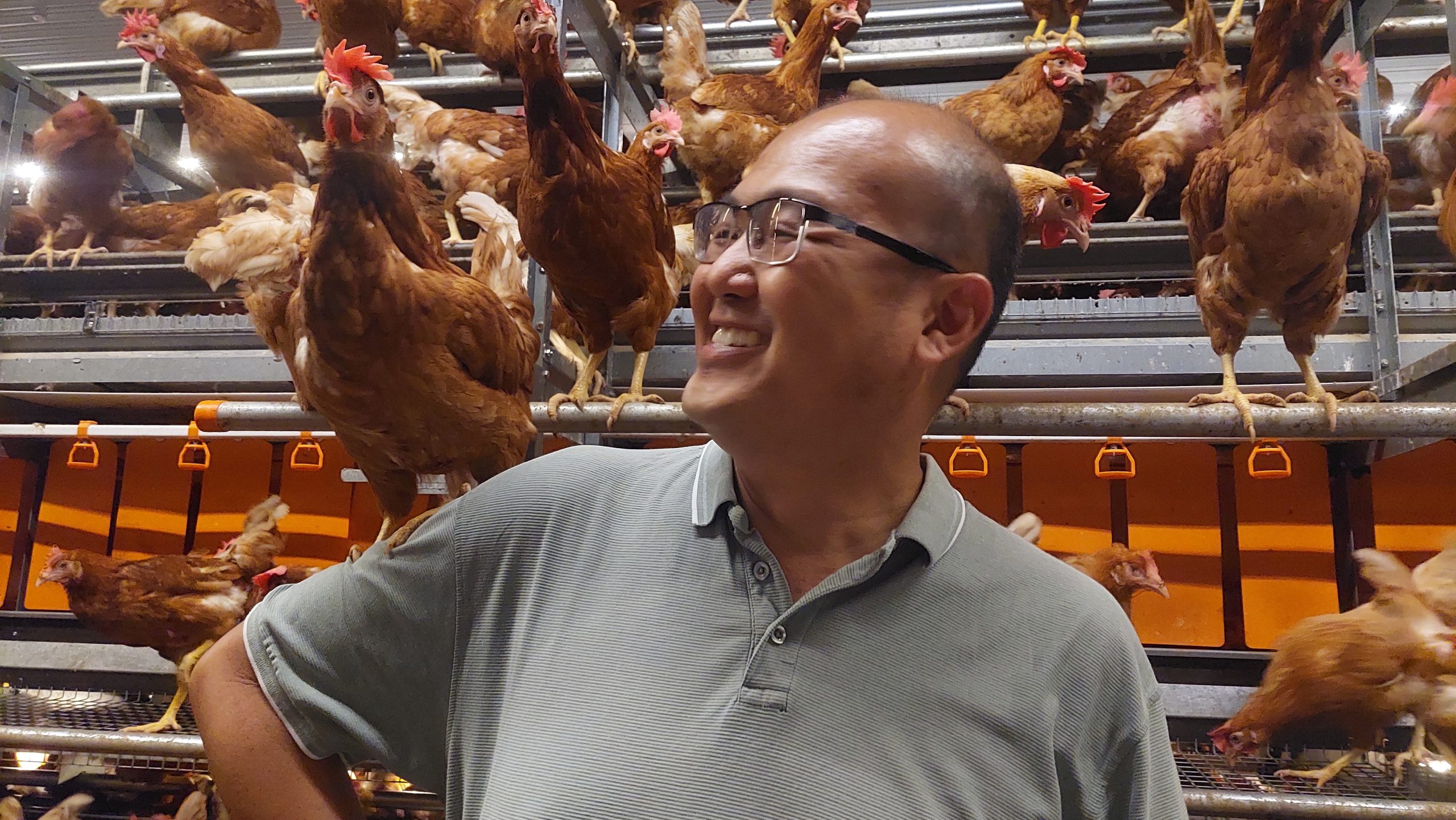 Malaysia’s cage-free egg pioneer eyes hotel and export markets