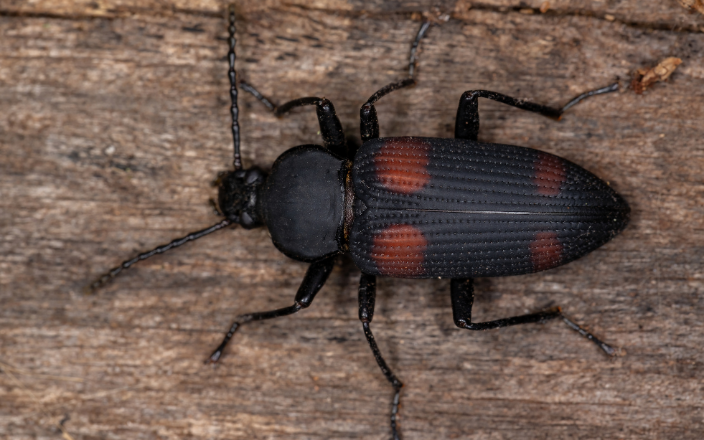 Tenebrionid