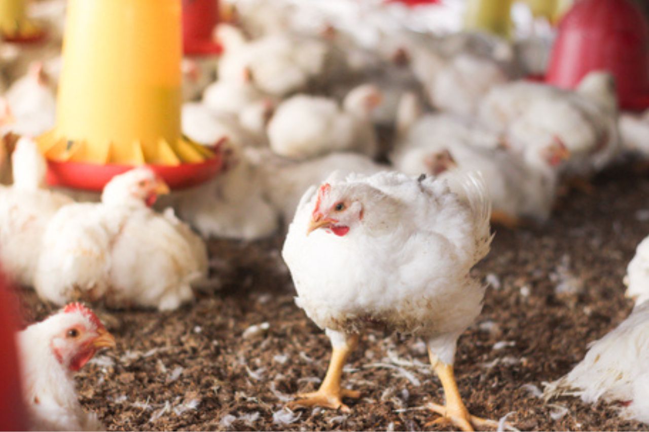 Industria Avícola Peruana: Pilar económico y nutricional del país
