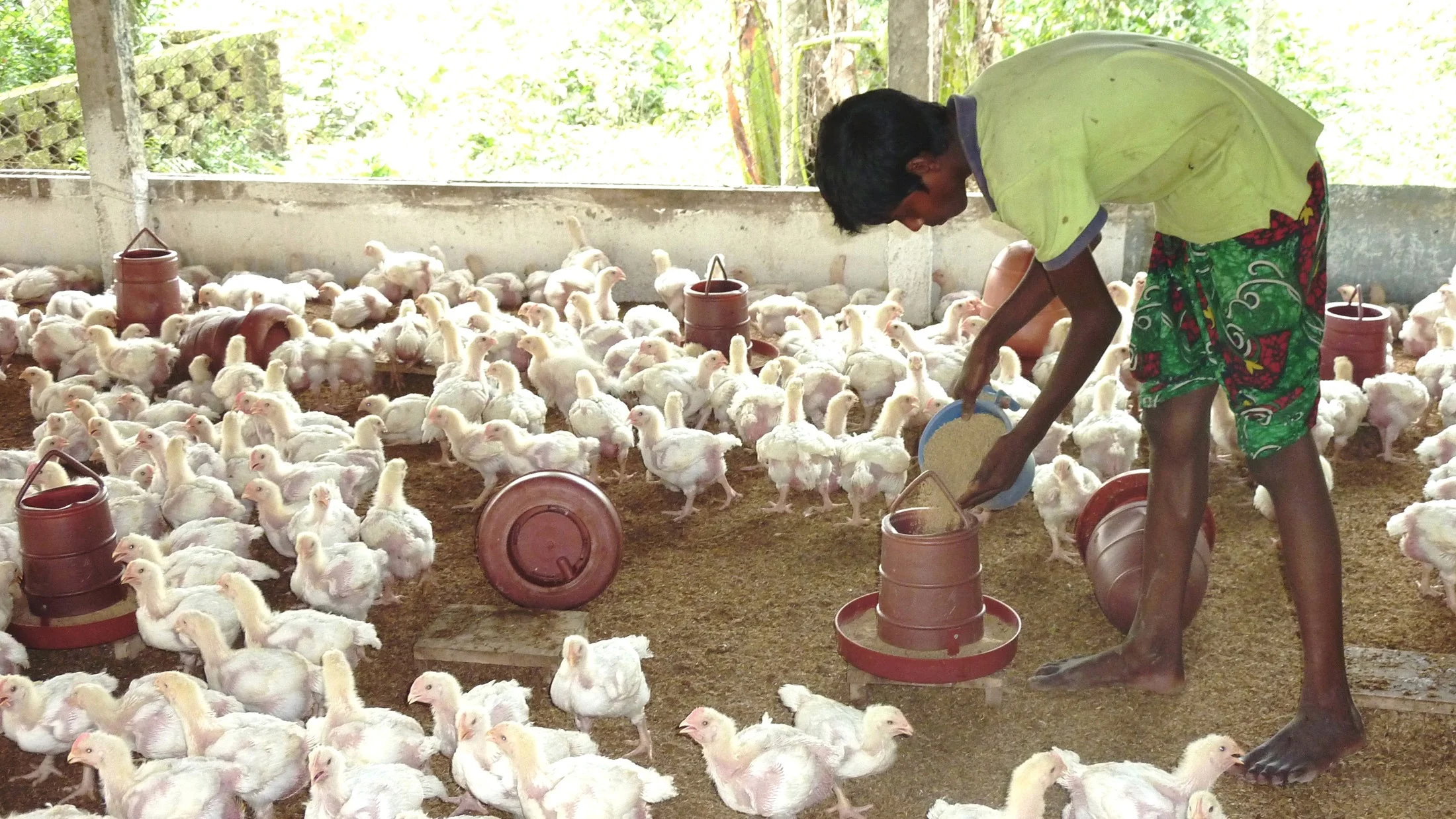 poultry