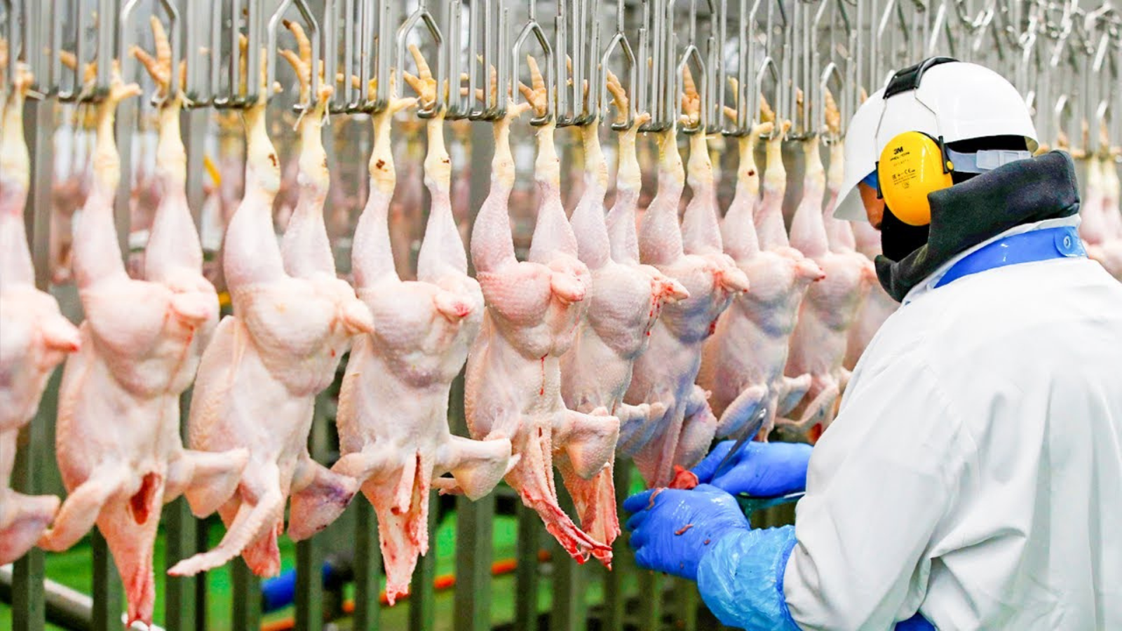 Singapore’s poultry supply unaffected by AI outbreak in Brazil