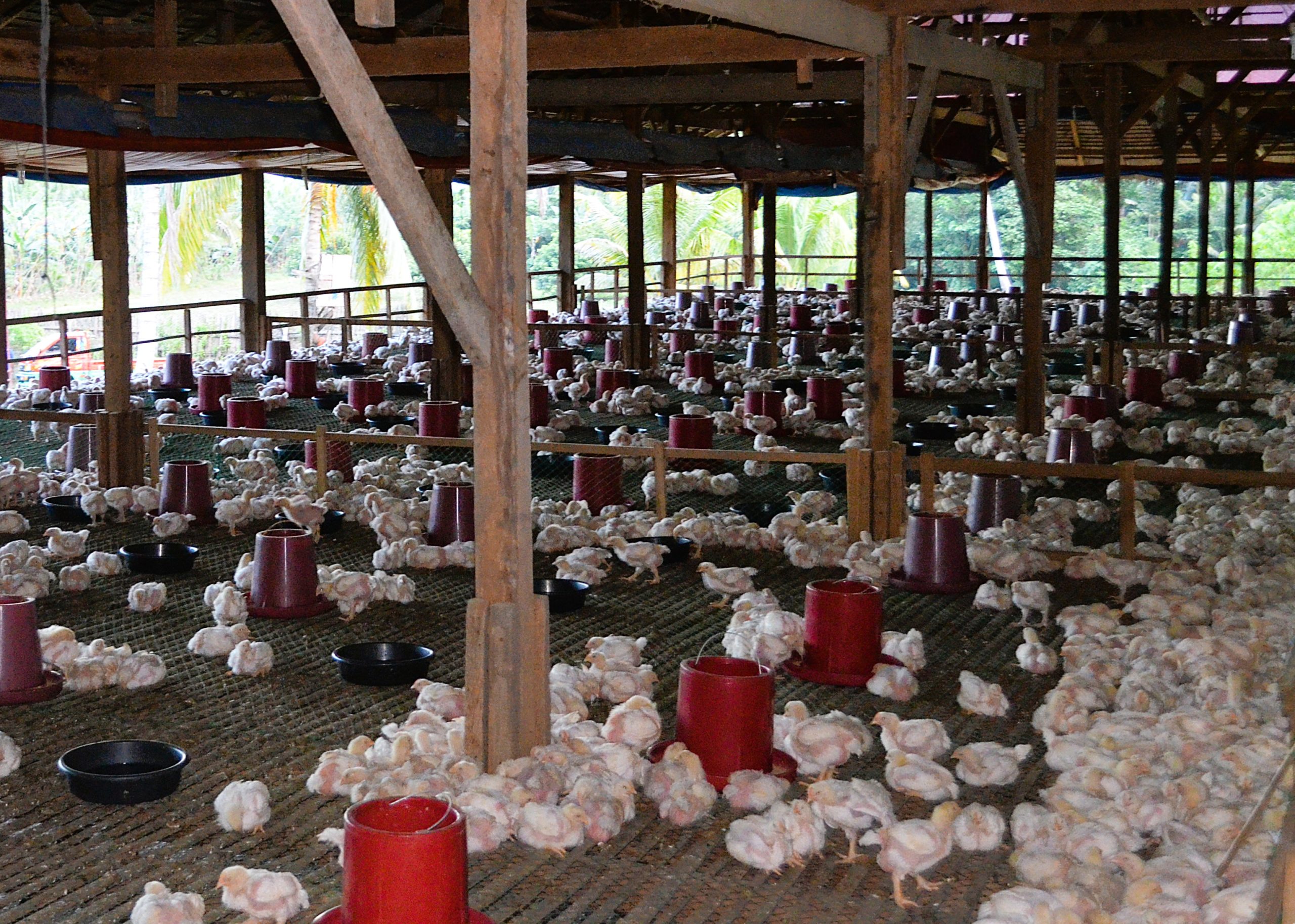 Philippines sets guidelines for poultry trade, avian flu regionalization