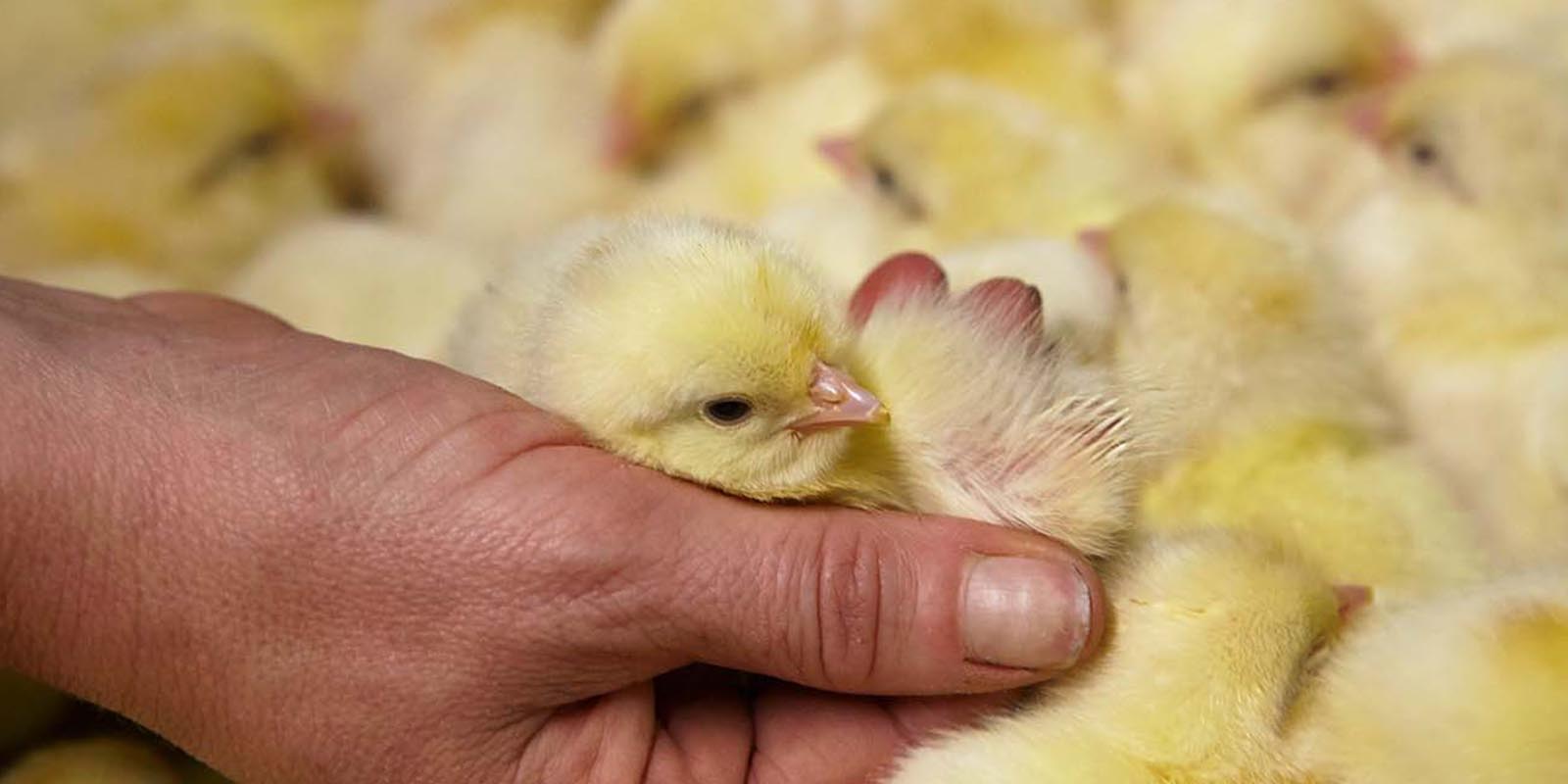 Pengendalian produksi DOC broiler secara mandiri