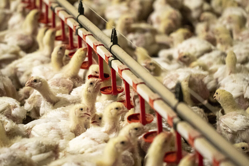 poultry