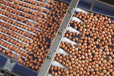 What are the latest innovations in egg processing technology?