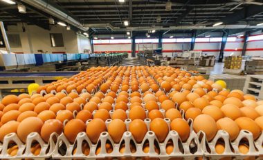 Solutions for egg processing business