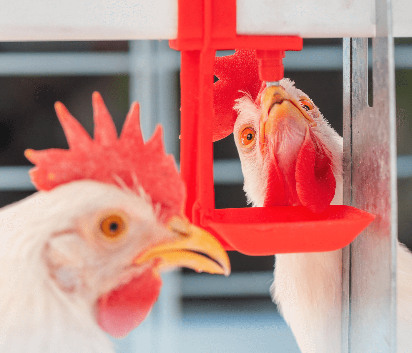 Aves saludables: La gestión del agua como estrategia clave de productividad