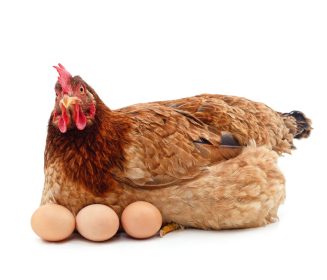 Duodenitis Focal Necrosante en gallinas ponedoras: Un desafío sanitario emergente