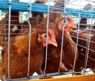 Imagen Revista Soluciones potenciales para el síndrome del hígado graso hemorrágico en gallinas ponedoras