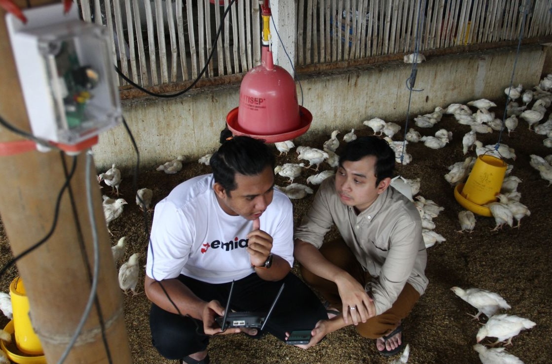poultry