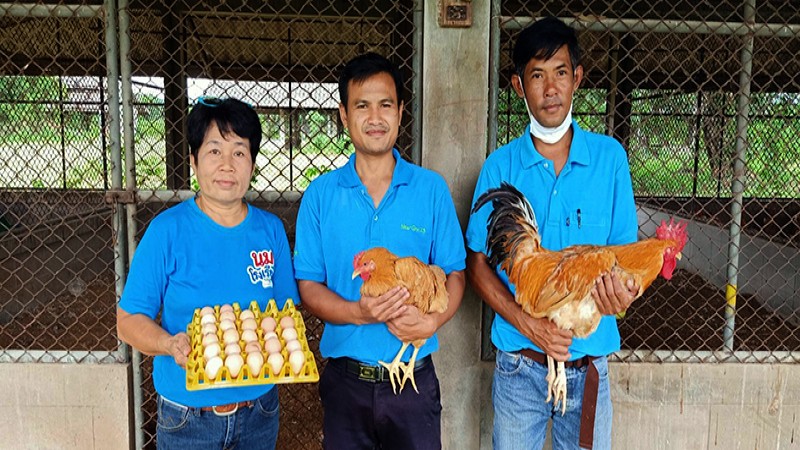 Thailand introduces new chicken breed to boost rural incomes and food security