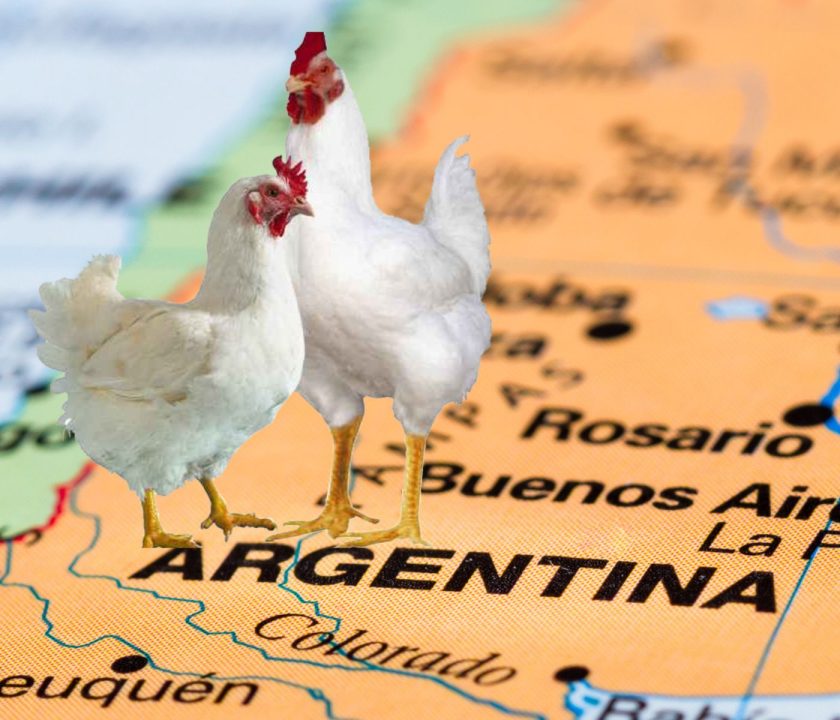 Panorama Avícola Argentina: Producción, Comercio y Consumo