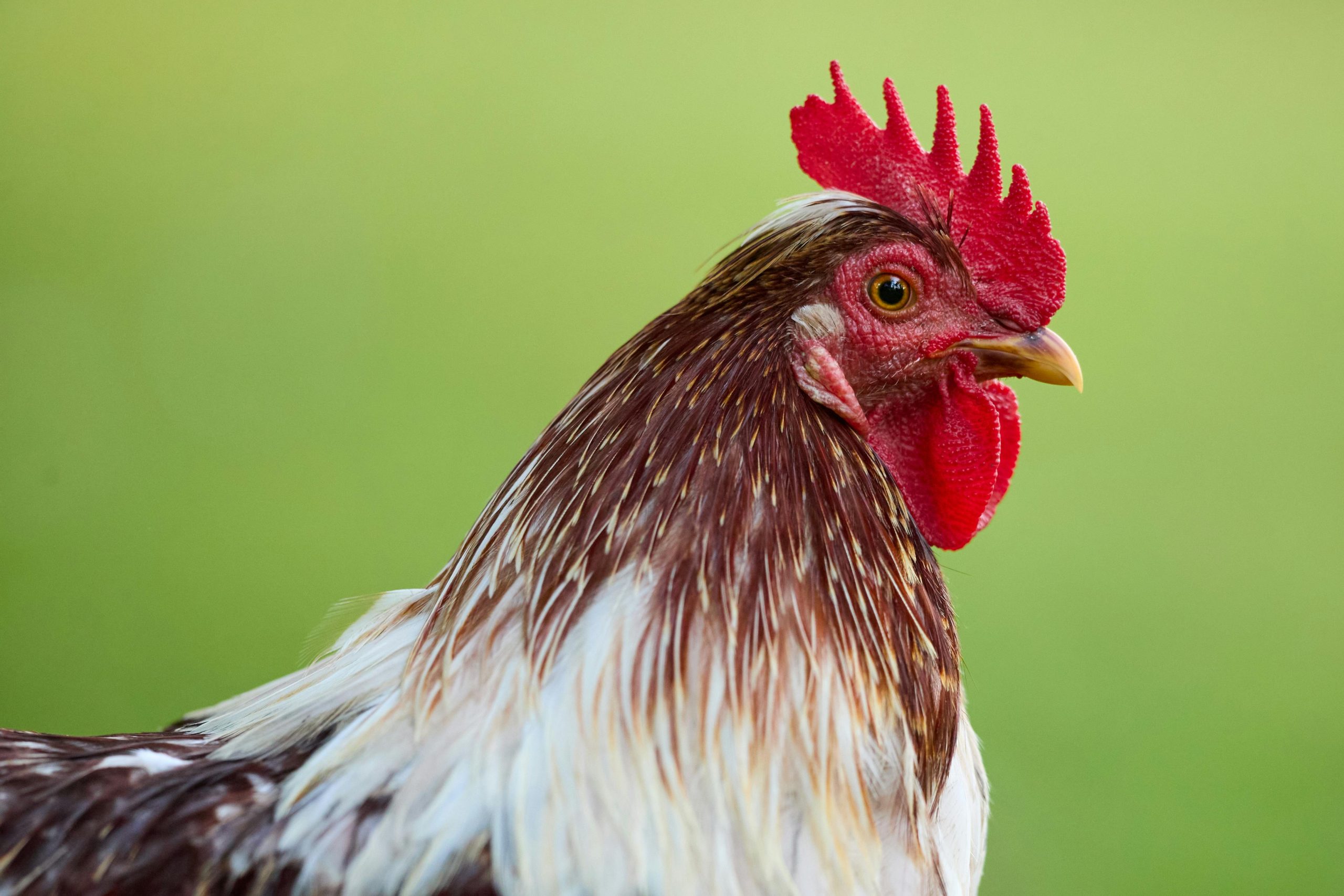 Vietnam’s poultry industry struggles amid fierce competition and surging imports