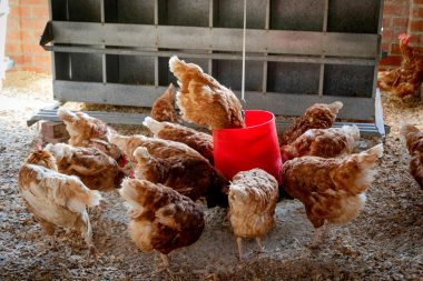 Việt Nam đẩy mạnh thu hút doanh nghiệp lớn đầu tư vào ngành gia cầm