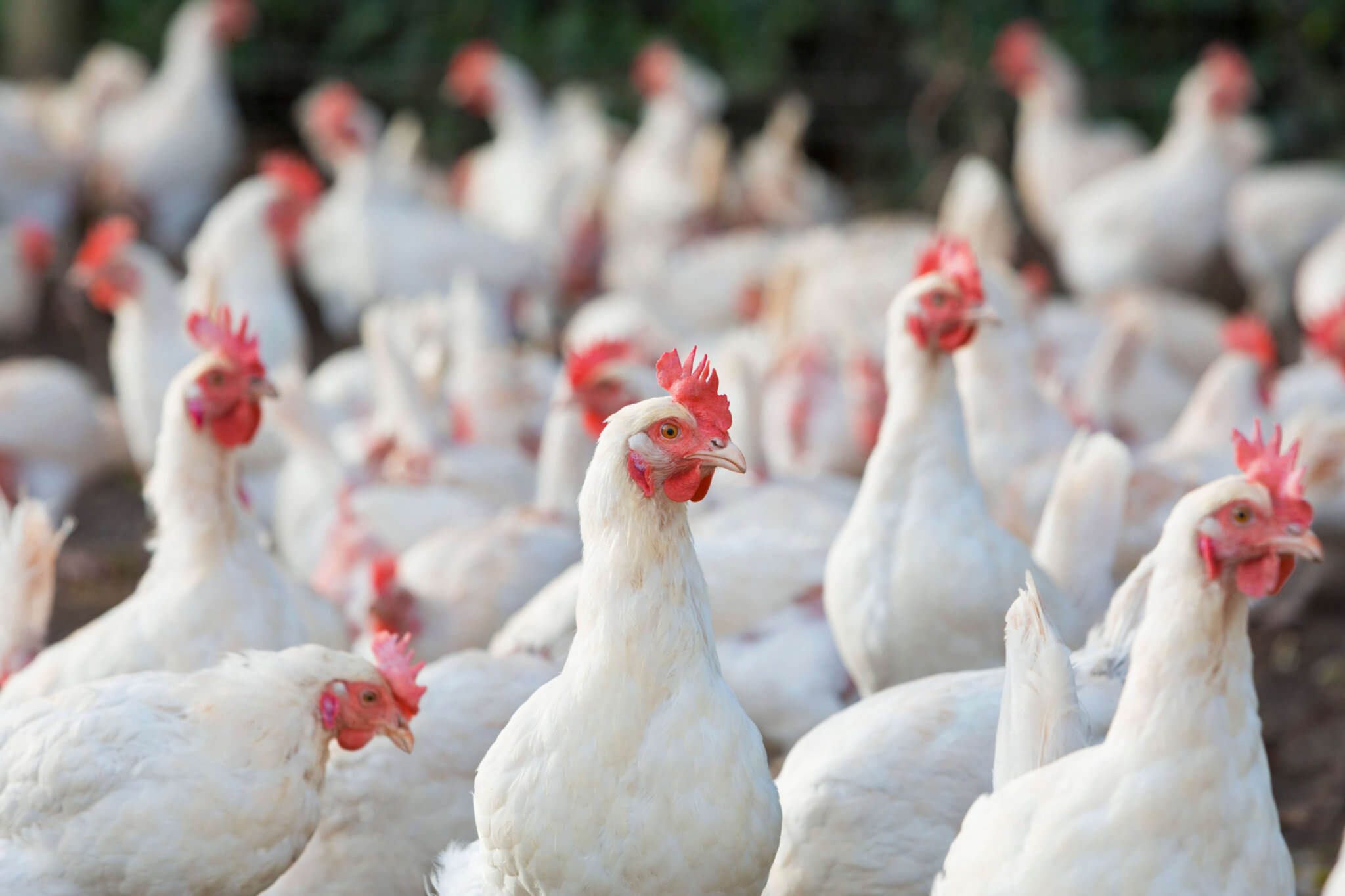 Philippines lifts import ban on Minnesota poultry
