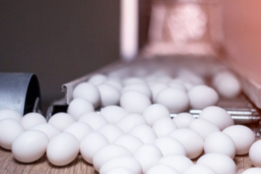 Producción de huevos exhibió crecimiento interanual de 2,8% en Chile