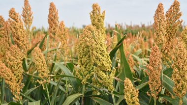 India provides opportunity for US sorghum