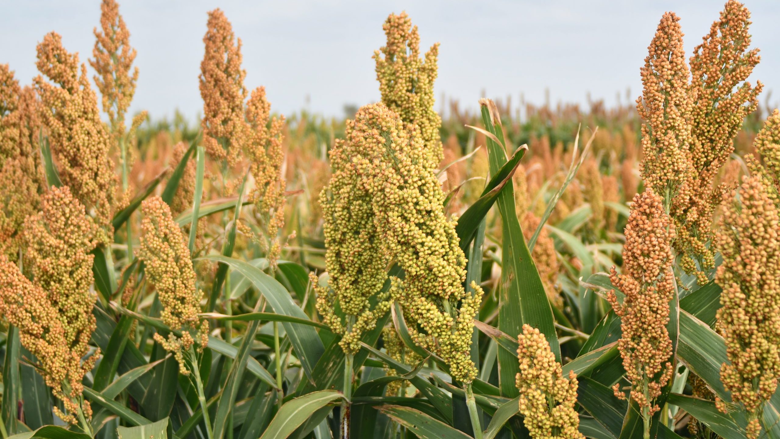 India provides opportunity for US sorghum