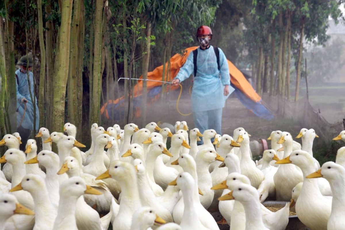 Vietnam proactively controls animal epidemics