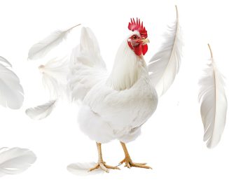 Imagen Revista O papel da nutrição na qualidade de penas em frangos de corte
