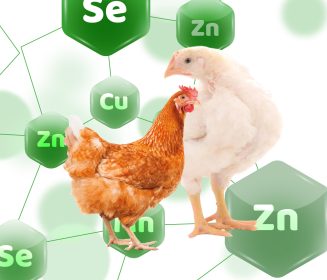 Imagen Revista Microminerais orgânicos: Maior biodisponibilidade para uma melhor produção animal
