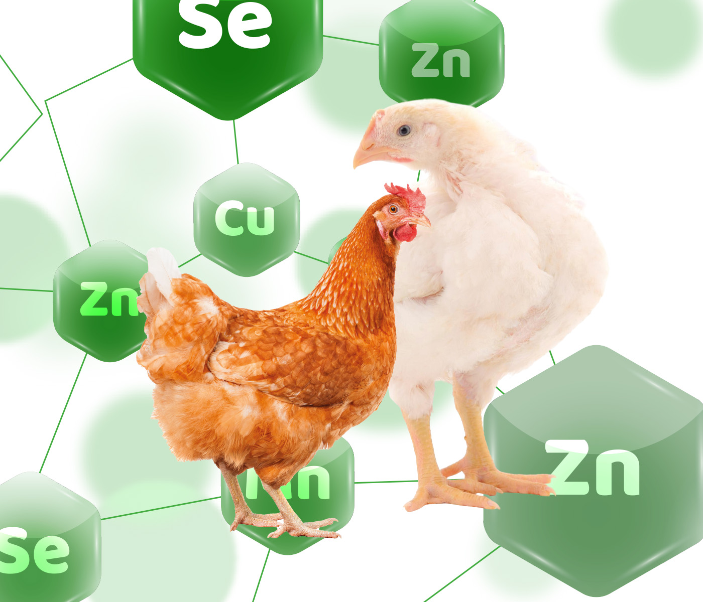 Microminerais orgânicos: Maior biodisponibilidade para uma melhor produção animal
