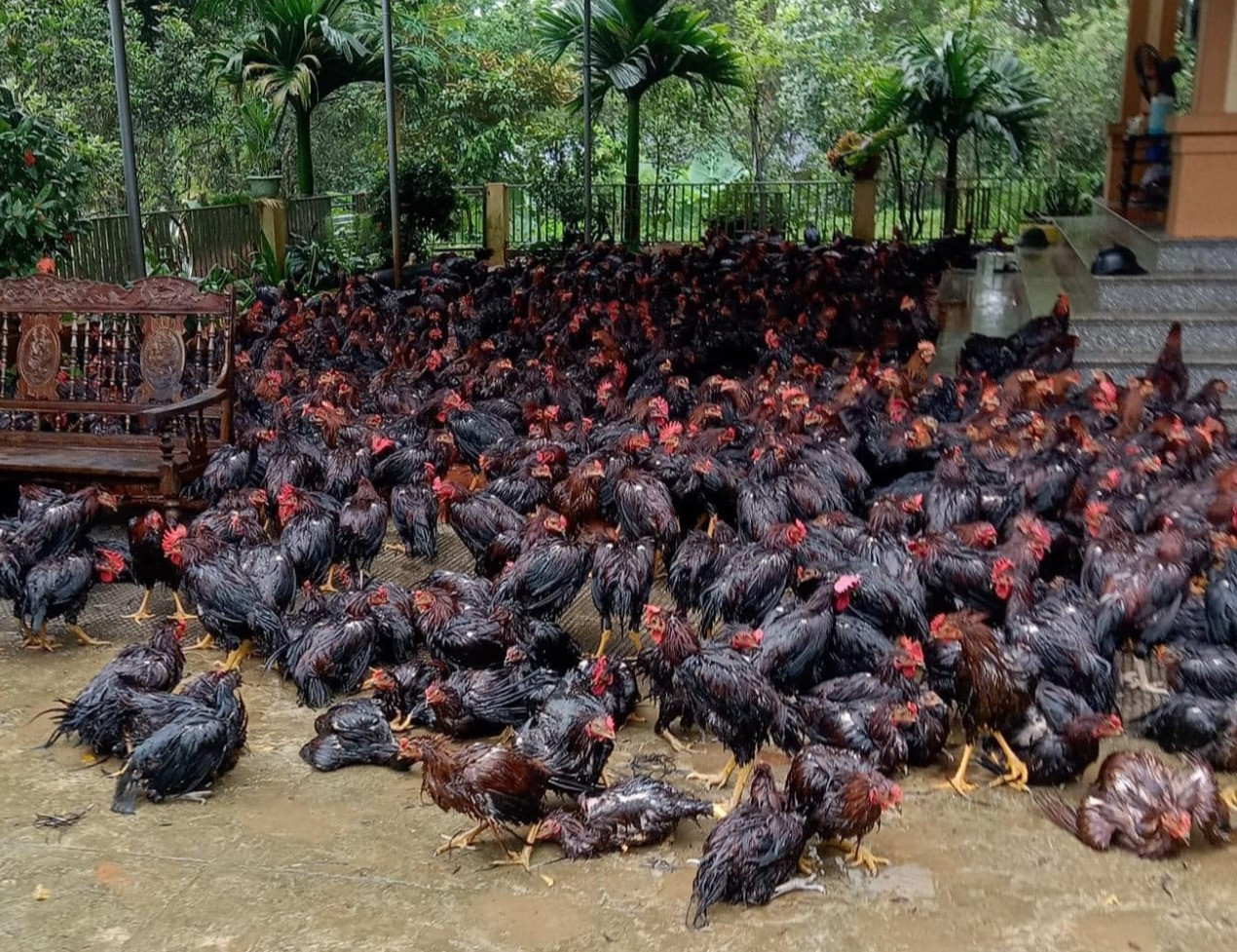 Bộ Y tế khuyến cáo người dân vùng lũ không sử dụng gia súc, gia cầm chết để làm thực phẩm