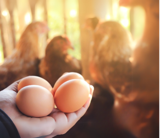 Heat Waves and the Importance of the Environment in Laying Poultry Farming
