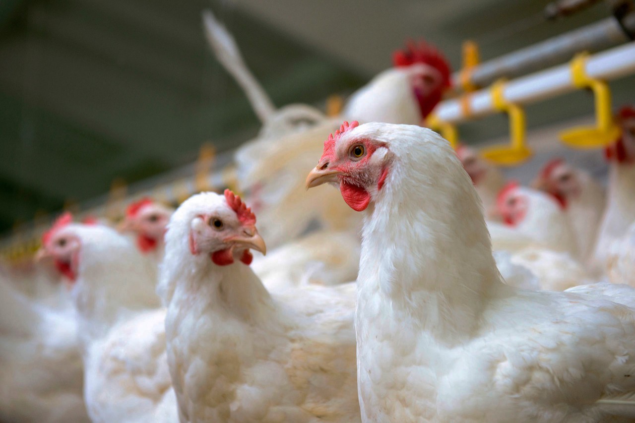 Philippines lifts Dutch poultry ban, Brazil pushes for same