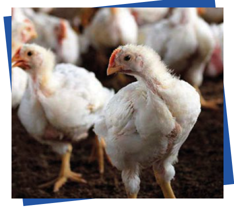 GESTIÓN POLLO DE ENGORDE