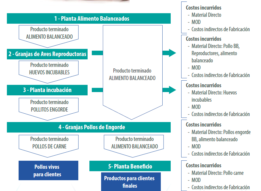 gestión pollo de engorde