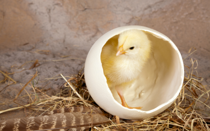 Hatching egg market soars