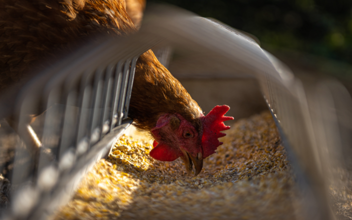 Mycotoxins