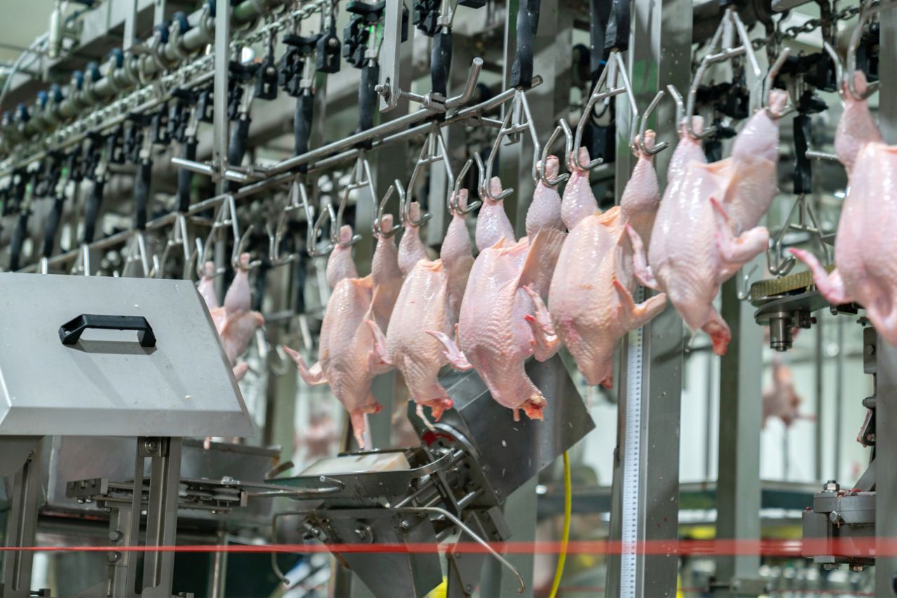 Reapertura estratégica: Argentina retoma exportaciones de productos avícolas a Japón