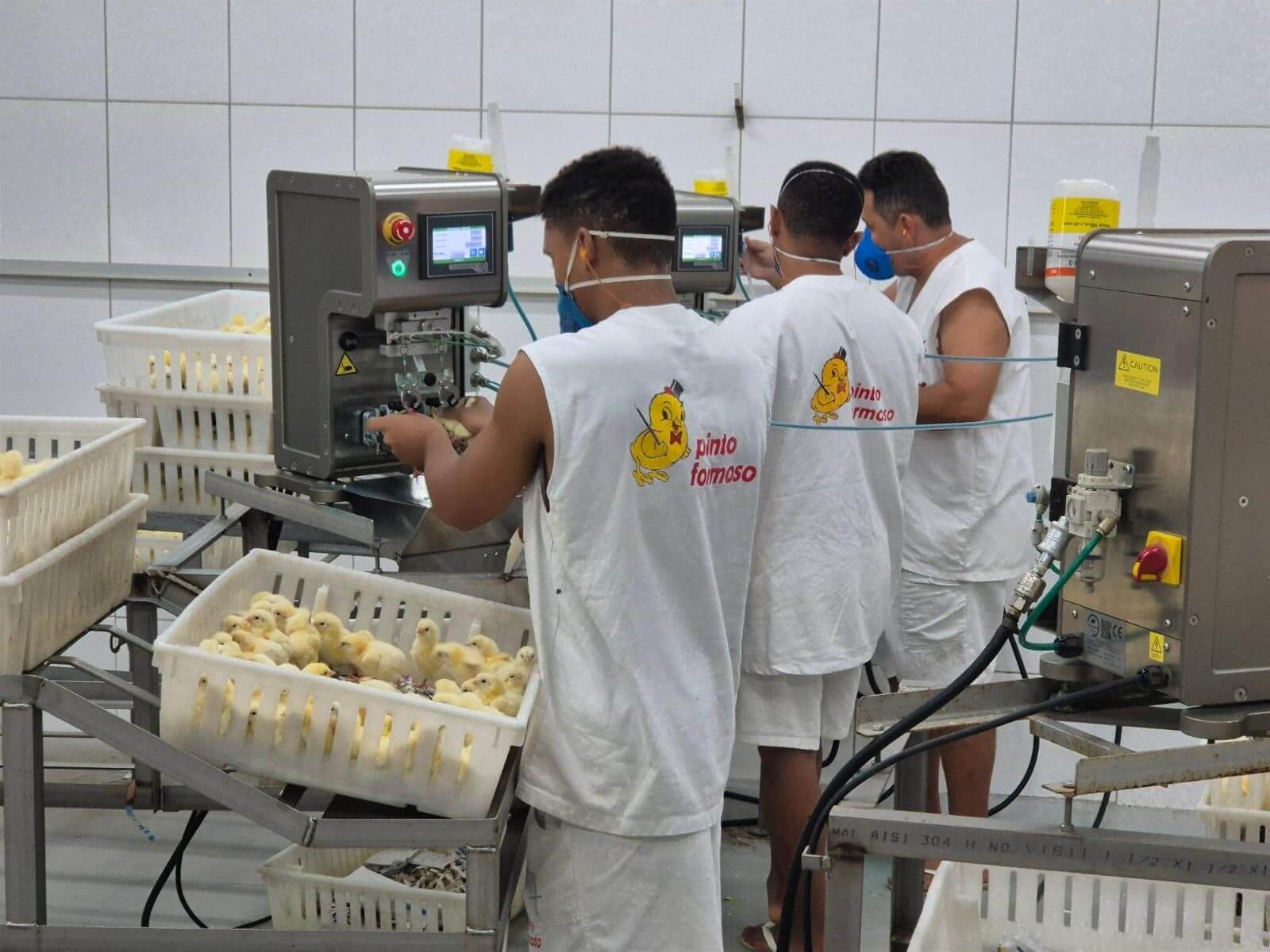 Vacinação com Innoject Pro na granja Pinto Formoso (Crédito: Rinaldo Filho)
